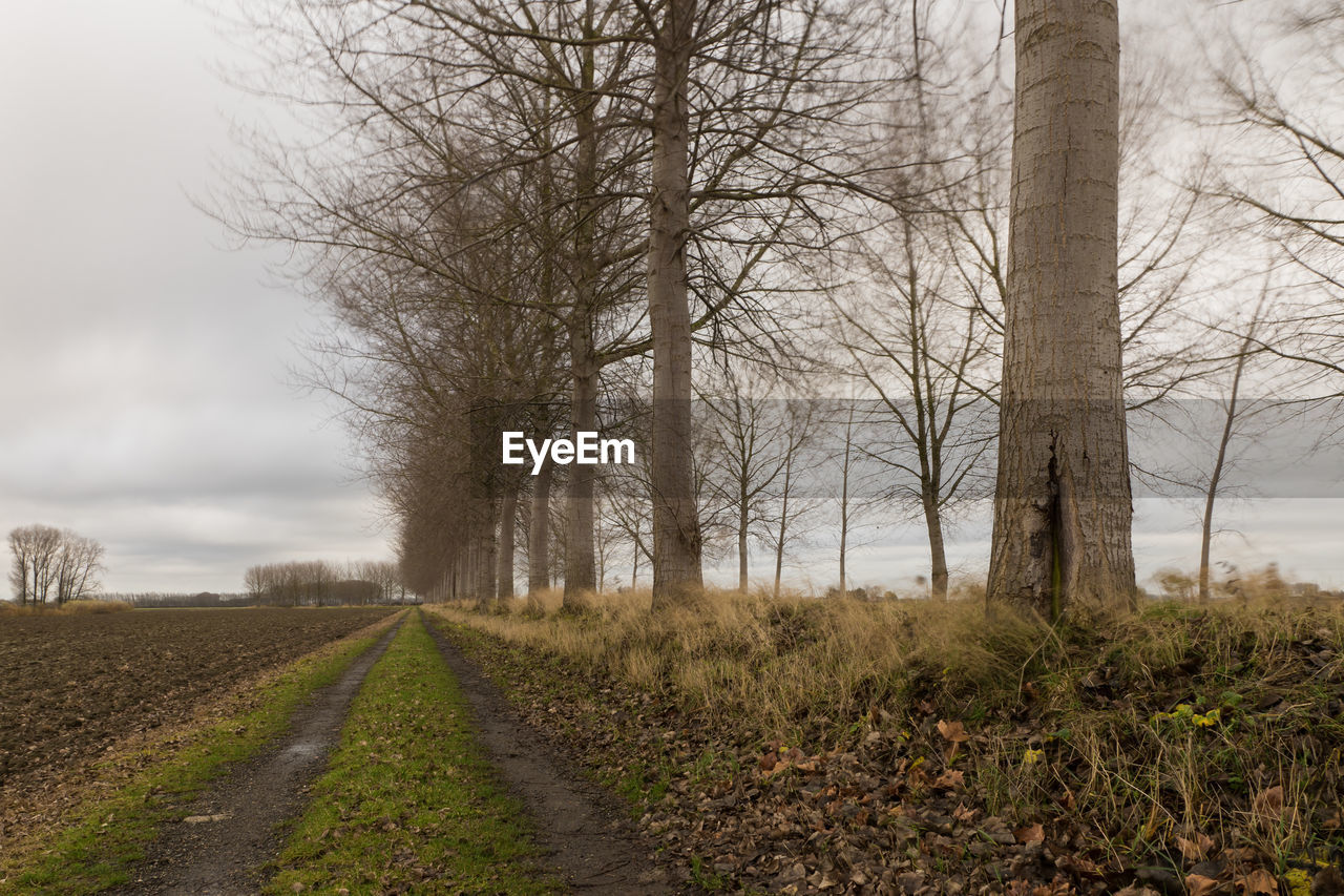 Dirt road amidst bare trees on field against sky