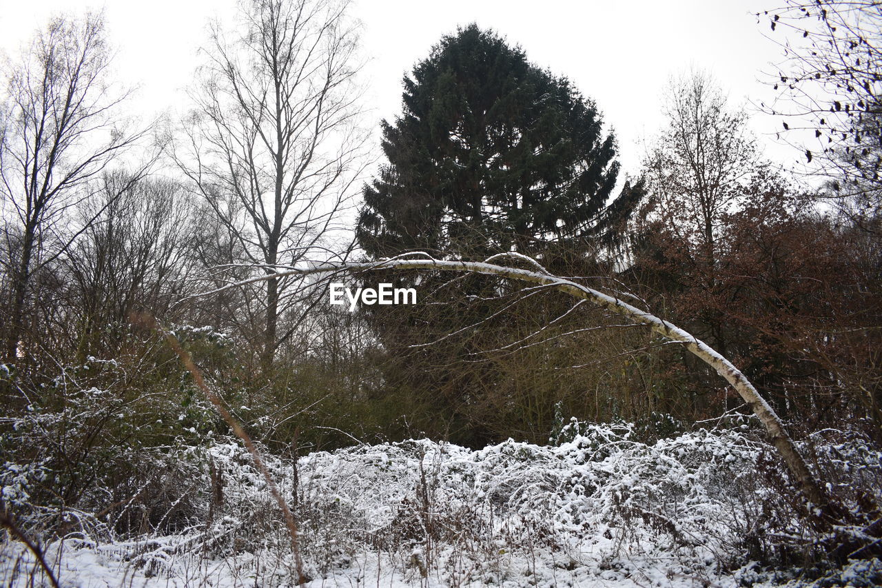 VIEW OF FROZEN TREES ON LAND