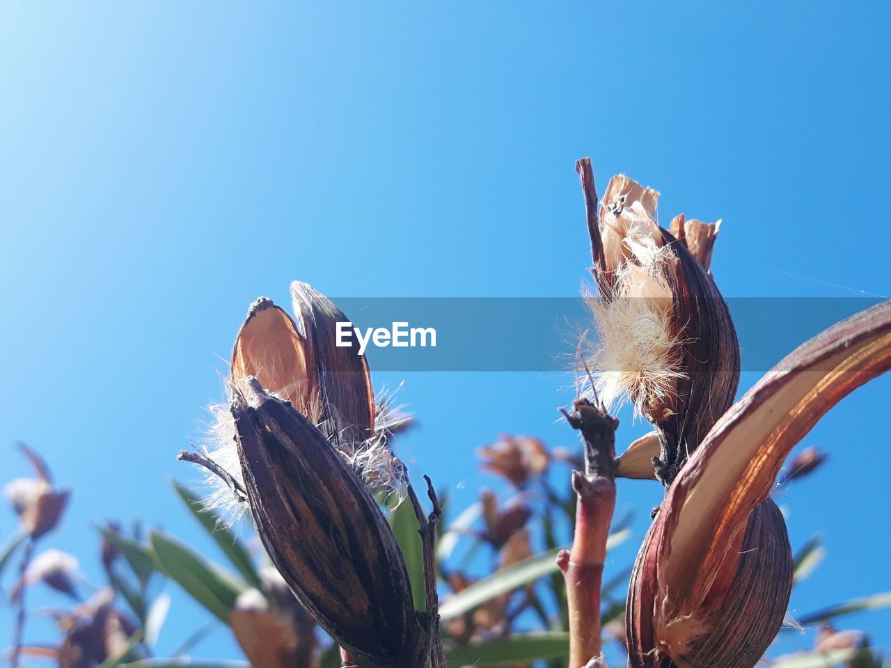 CLOSE-UP OF BLUE FLOWERS AGAINST CLEAR SKY