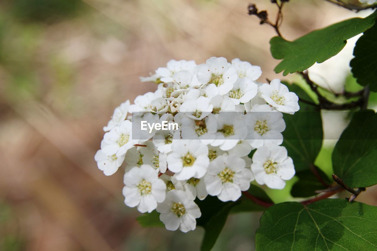 CLOSE-UP OF WHITE CHERRY BLOSSOMS