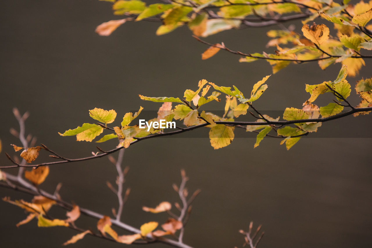 branch, plant, tree, nature, leaf, plant part, yellow, beauty in nature, twig, autumn, no people, sunlight, outdoors, environment, flower, tranquility, landscape, growth, green, land, day, focus on foreground, sky, scenics - nature, close-up, plant stem, fruit