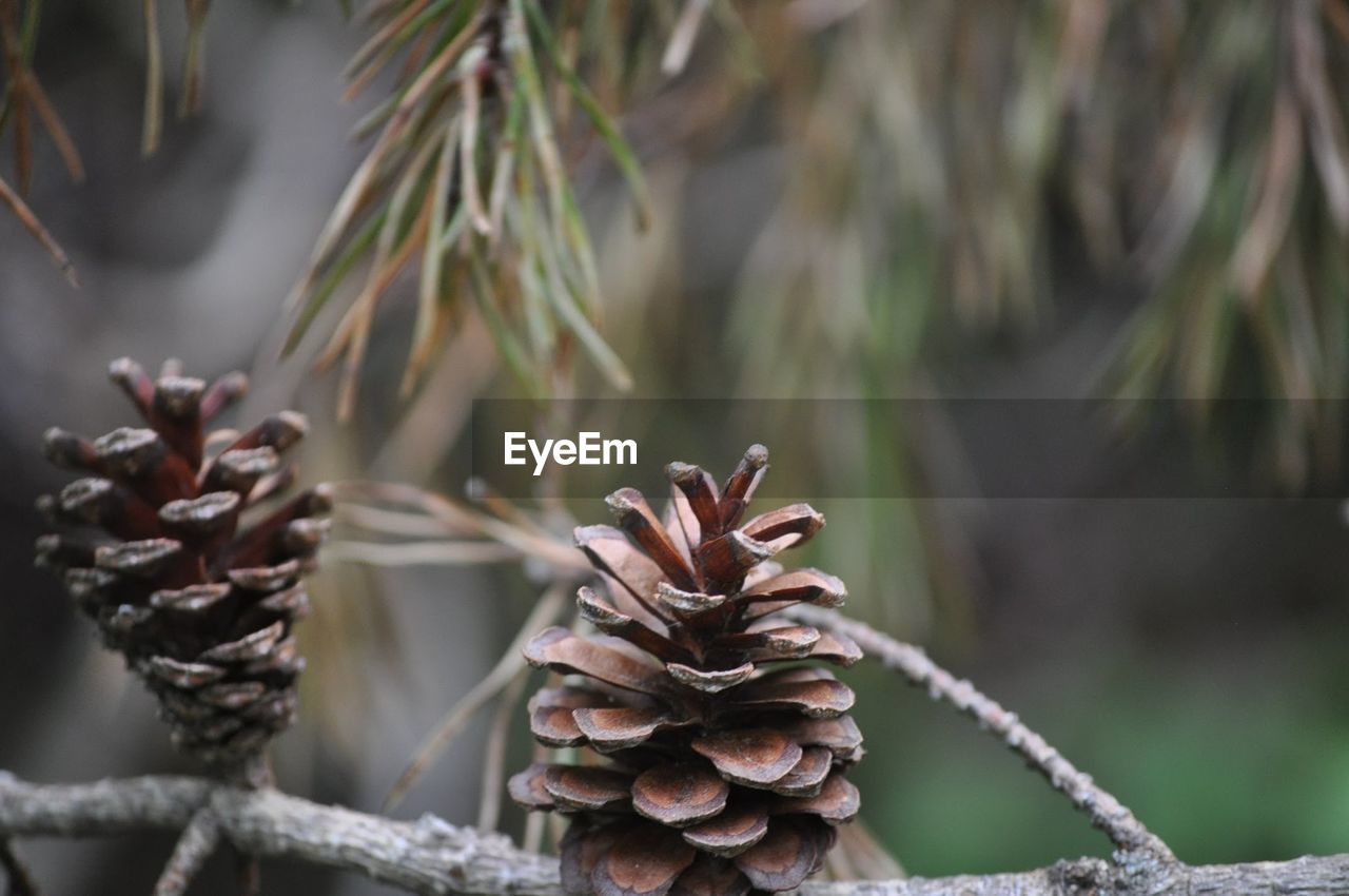 Close-up of pine cone on tree