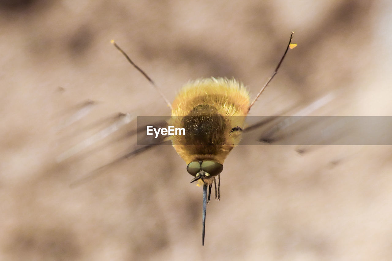 animal themes, animal, insect, animal wildlife, one animal, macro photography, close-up, wildlife, animal body part, nature, yellow, no people, macro, flower, focus on foreground, beauty in nature, outdoors, animal wing, bee, honey bee, extreme close-up, magnification