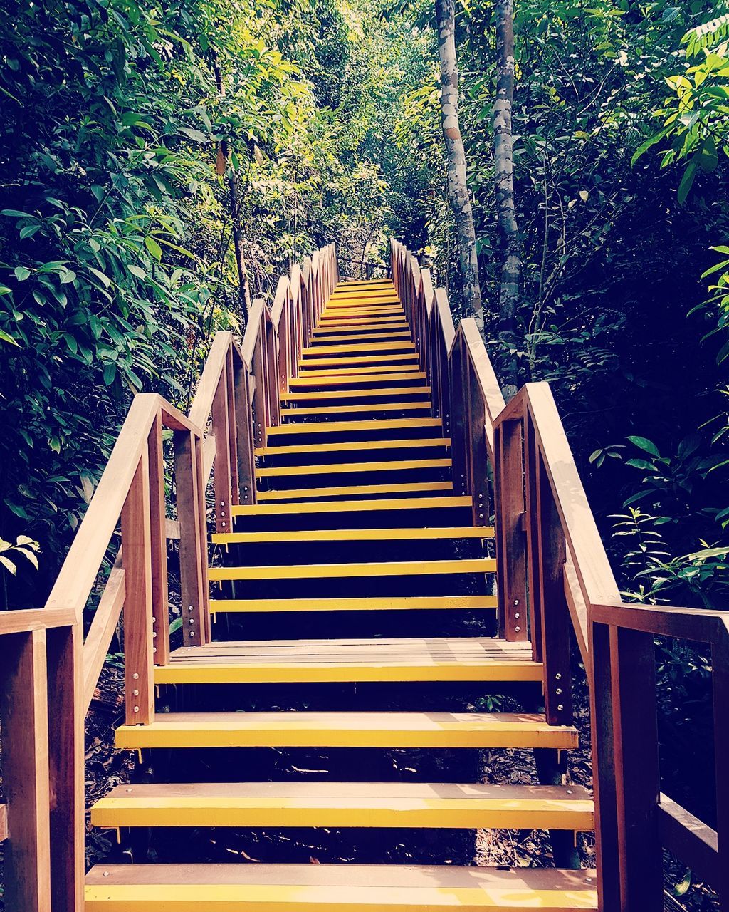 STEPS LEADING TO TREES