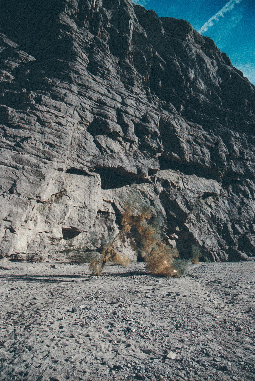 Bare tree on field against rocks