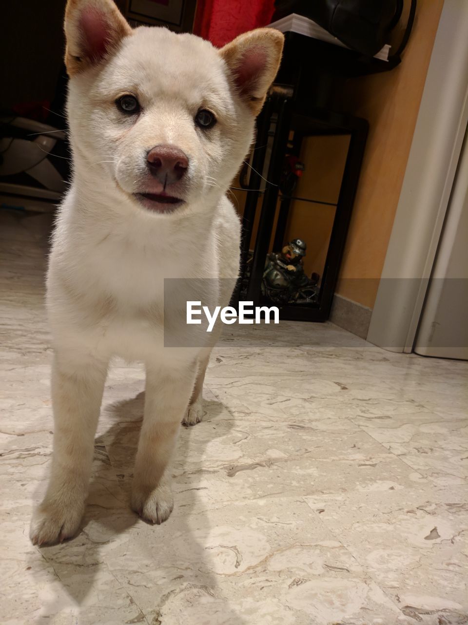 PORTRAIT OF DOG STANDING BY FLOOR AT HOME