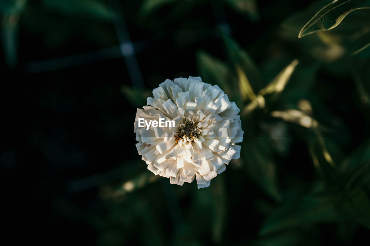 Close-up of white flowering plant