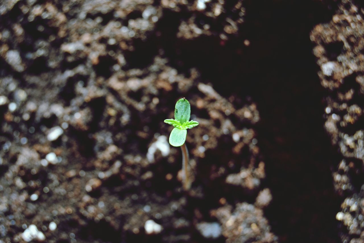 Close-up of seedling in mud