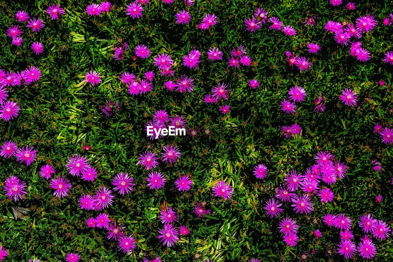 Pink flowers blooming on field