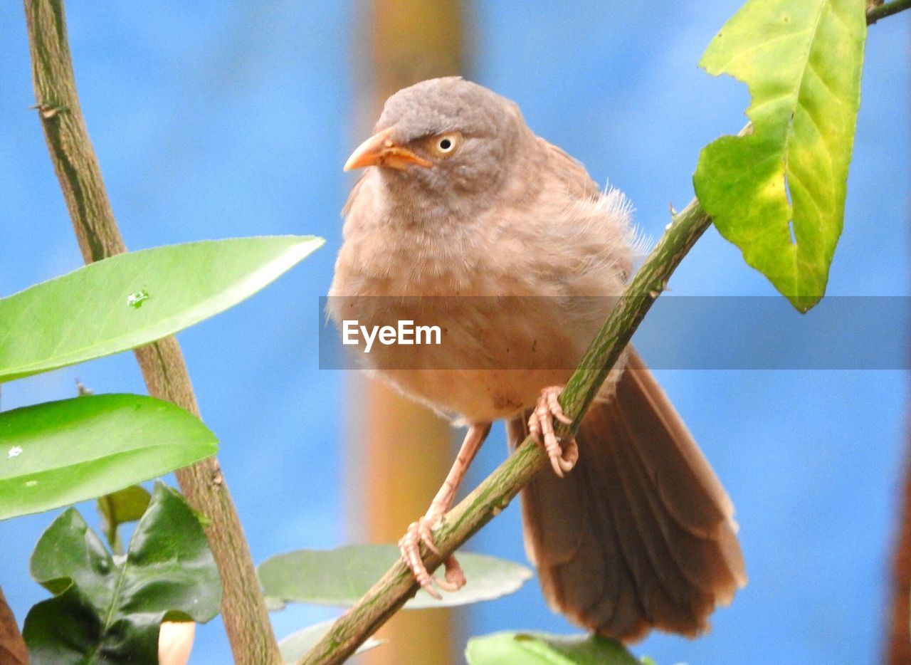 LOW ANGLE VIEW OF BIRD PERCHING ON BRANCH