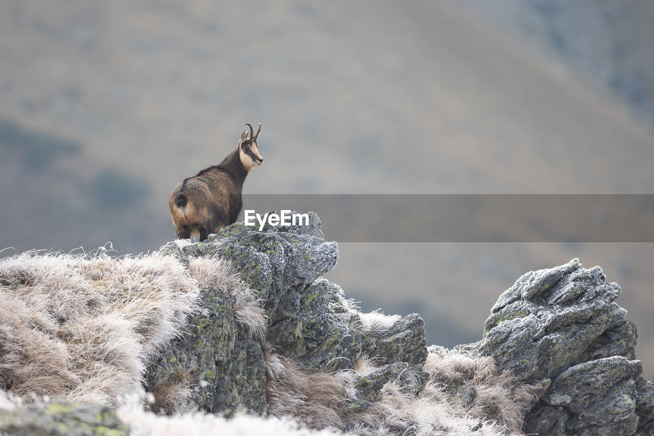 Chamois goat rupicapra rupicapra standing on a rock in natural habitat