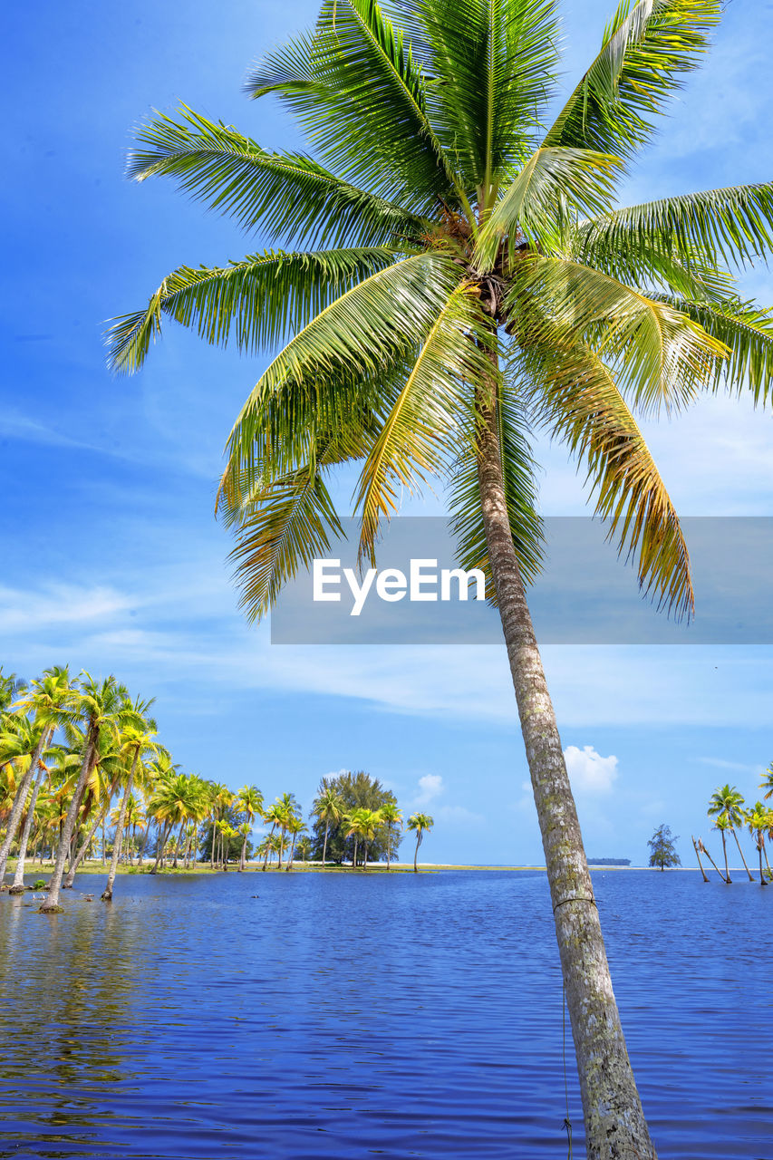 Tropical island with coconut palm trees in a beautiful day