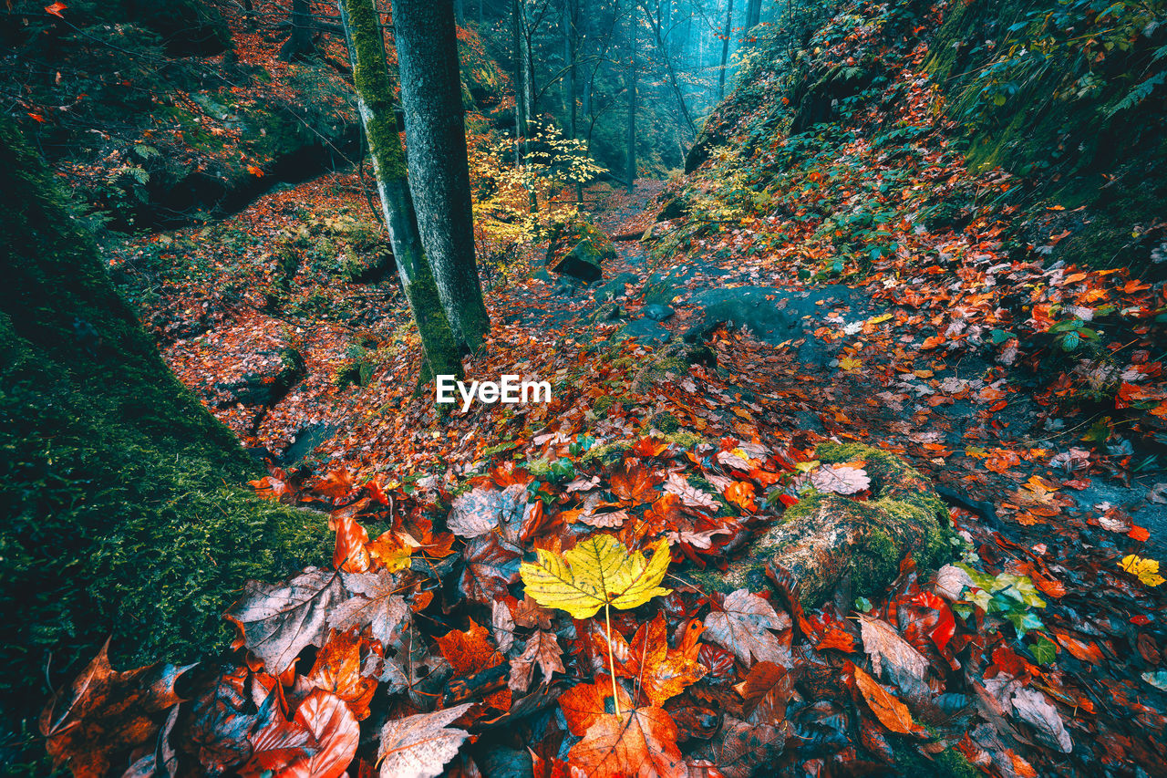 High angle view of trees in forest during autumn