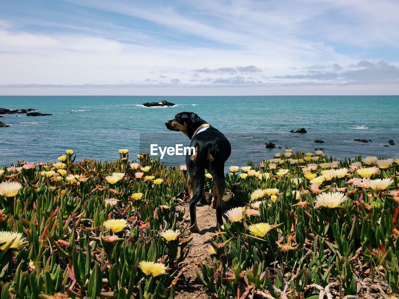 Dog amidst flowering plants against sea