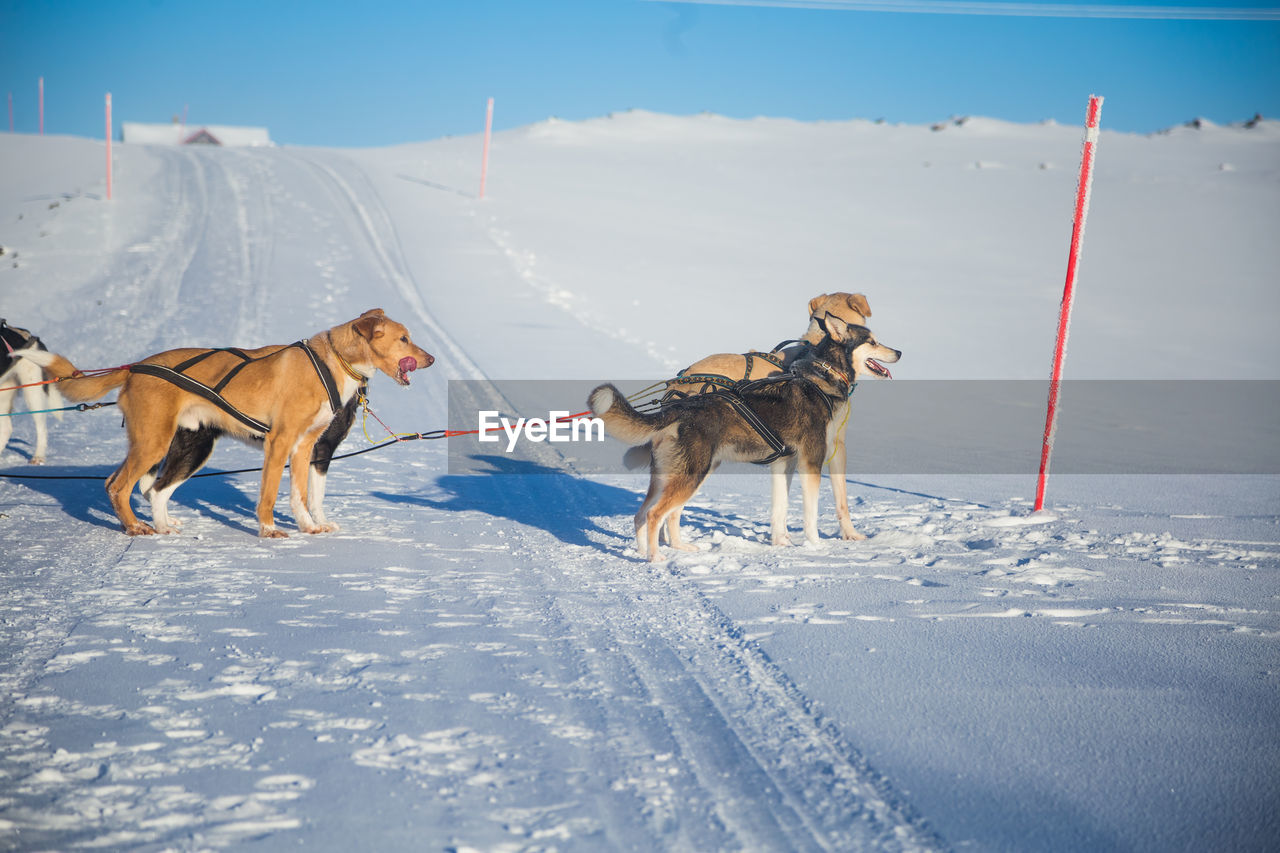 A beautiful six dog team pulling a sled in beautiful norway morning scenery. 