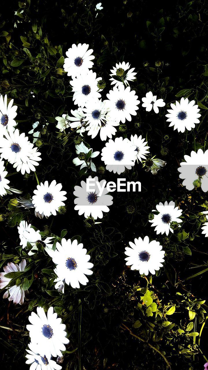 CLOSE-UP OF WHITE FLOWERS BLOOMING ON PLANT