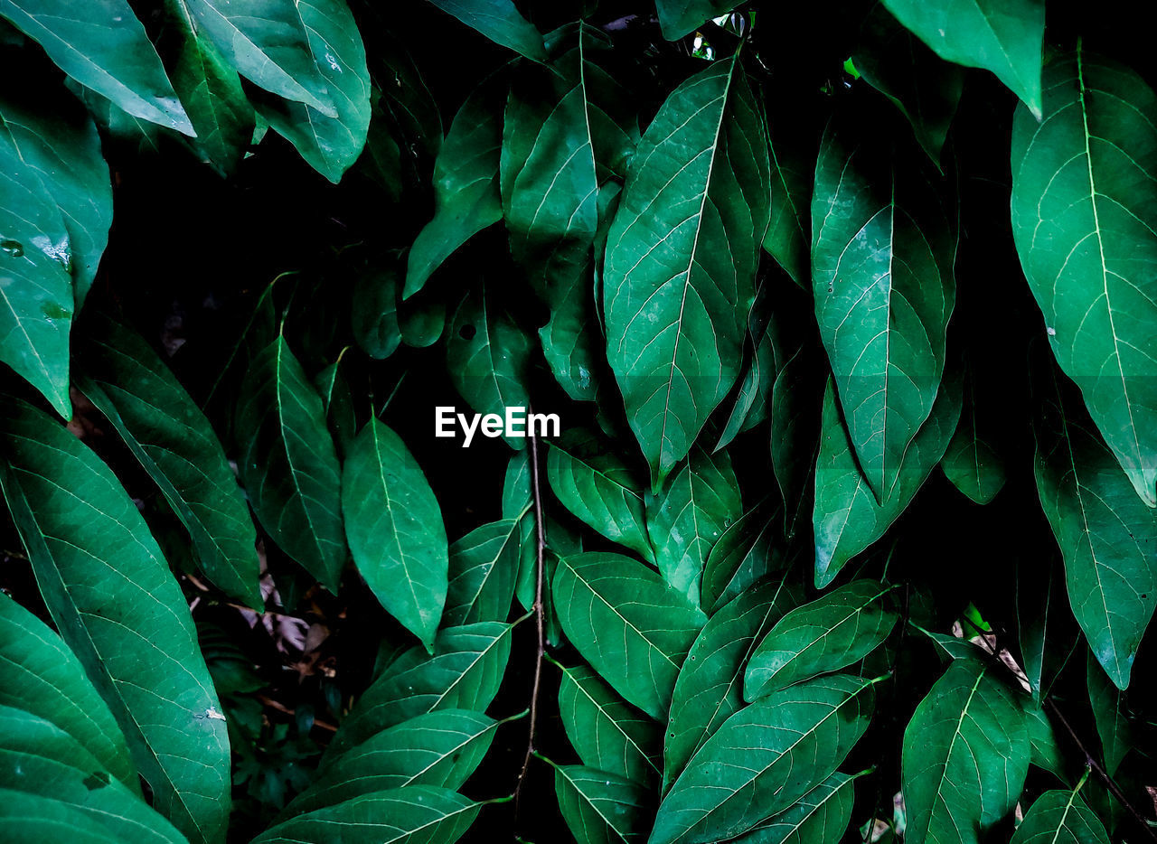 Full frame shot of fresh green leaves