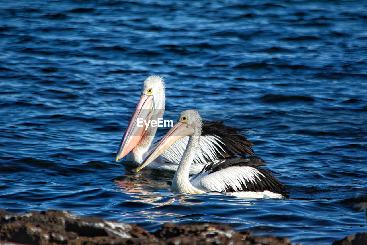 View of pelicans swimming in sea