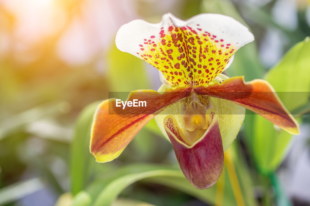 CLOSE-UP OF YELLOW LILY IN BLOOM