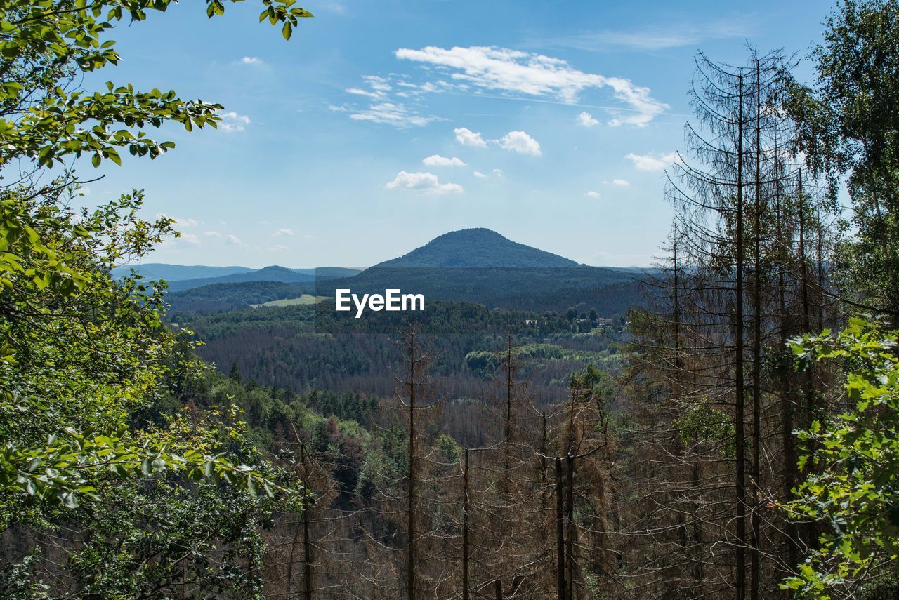 Scenic view of forest against sky