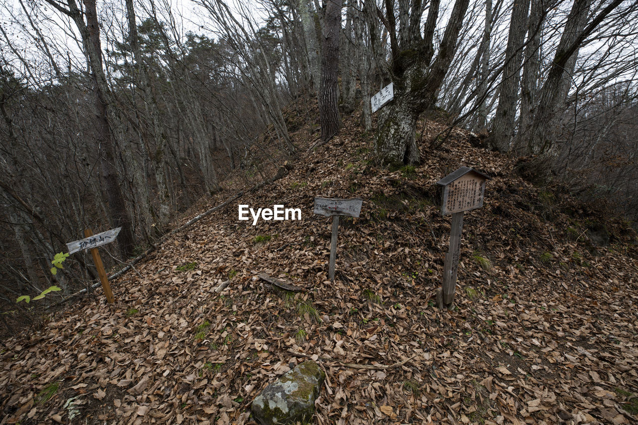 VIEW OF BARE TREES IN FOREST