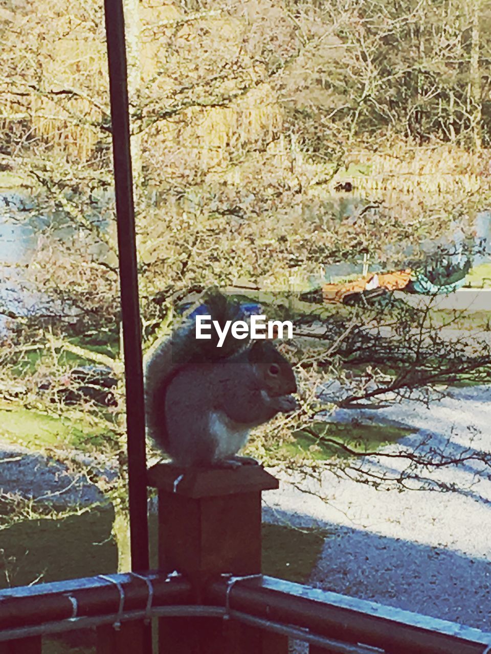 CLOSE-UP OF MONKEY AGAINST TREE