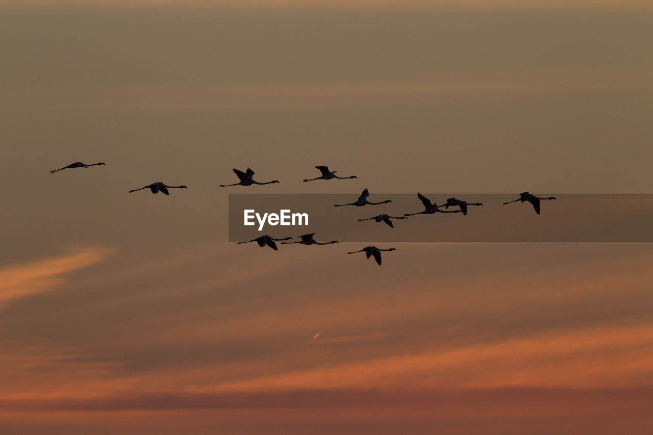 Silhouette of flamingos flying against sky during sunset