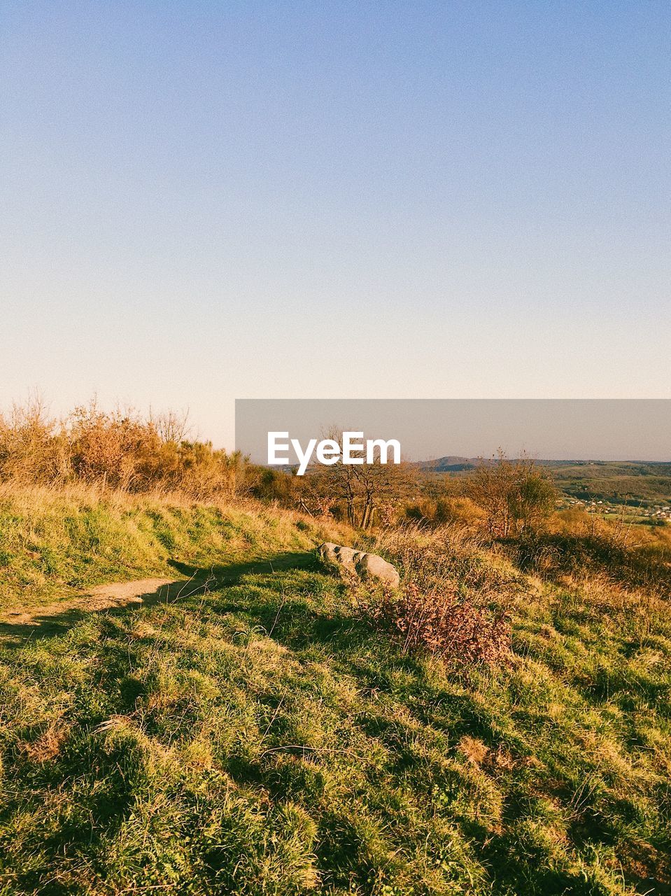 Crops growing on field against clear sky during sunset