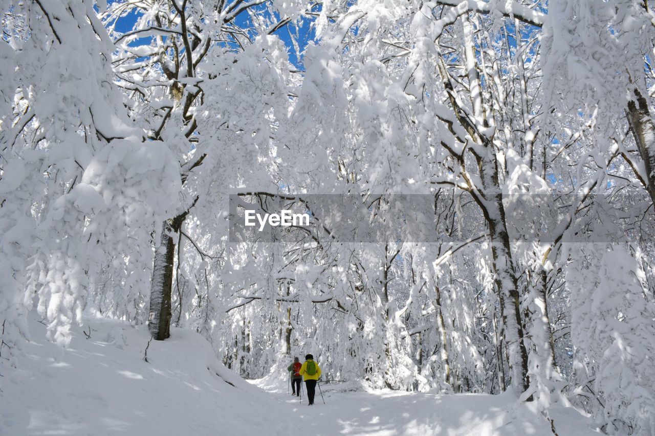 Rear view of people amidst snow covered trees