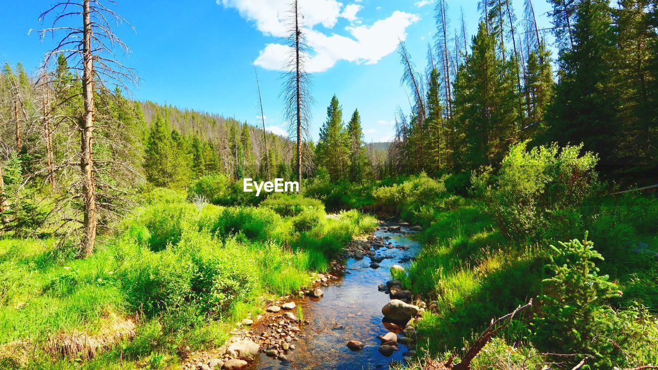 SCENIC VIEW OF WATERFALL