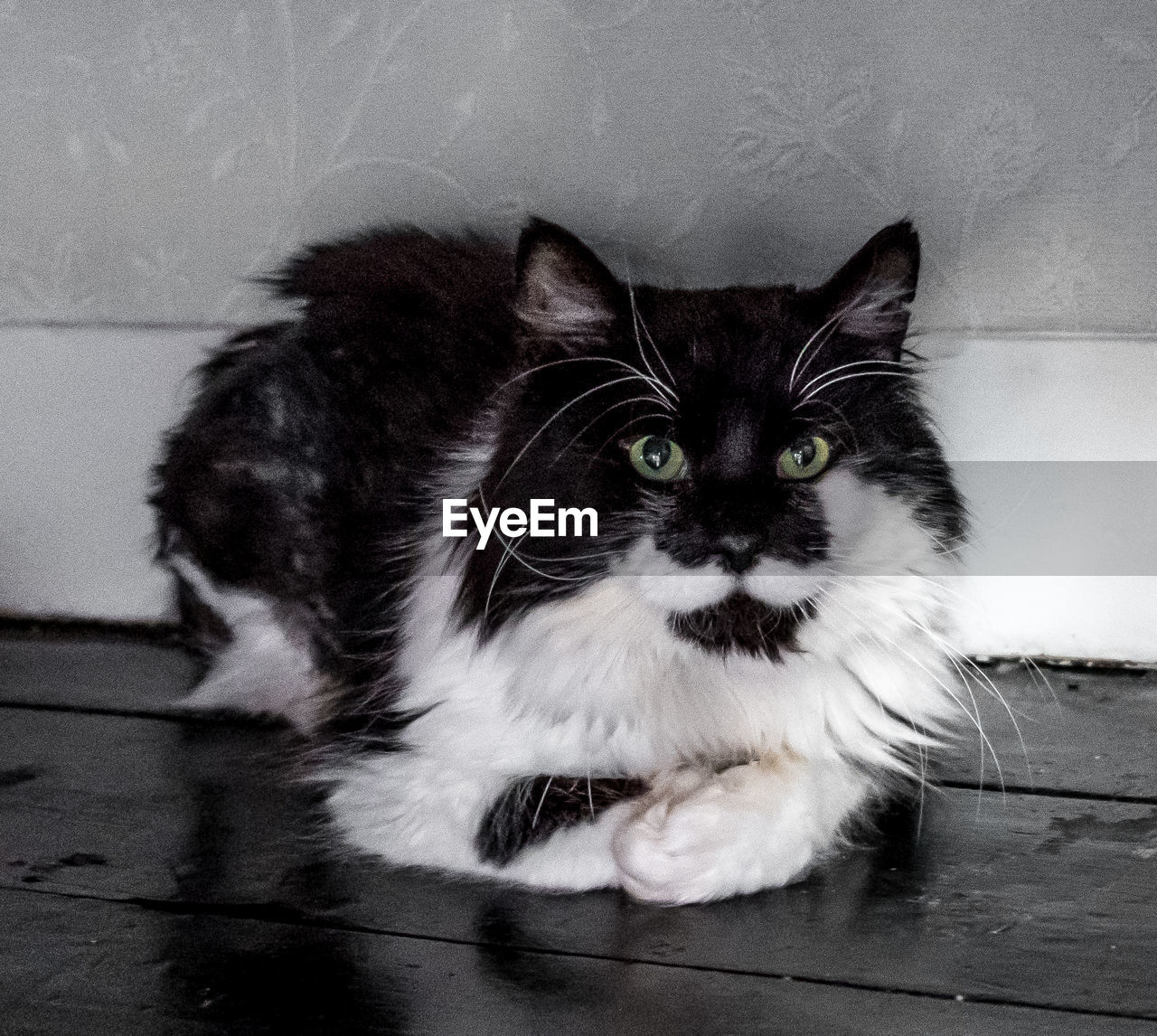 CLOSE-UP PORTRAIT OF CAT SITTING ON FLOOR AT HOME