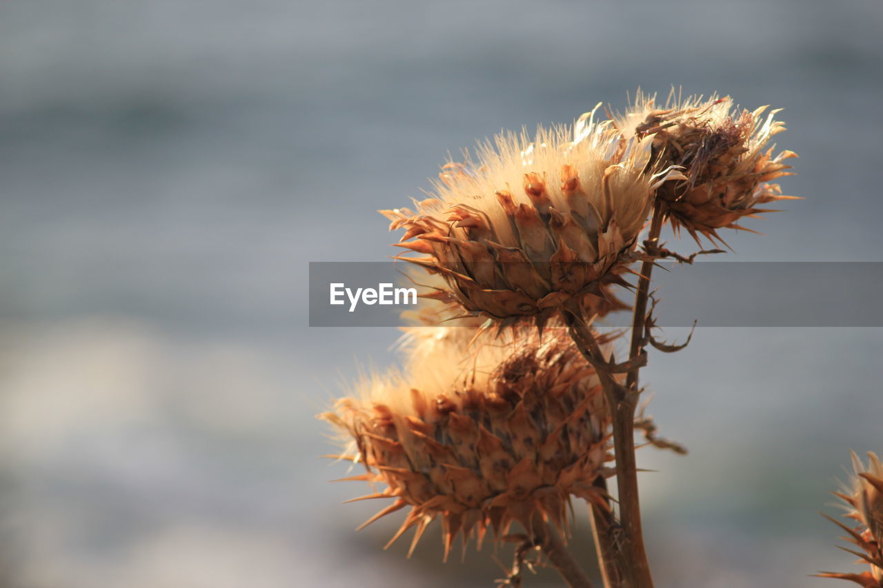 Close-up of wilted thistles outdoors