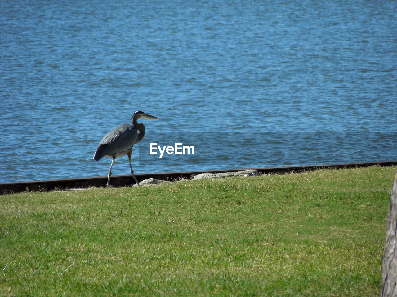 High angle view of gray heron perching on beach