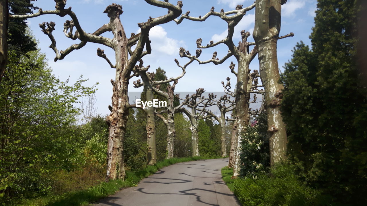 TREELINED PATHWAY ALONG TREES