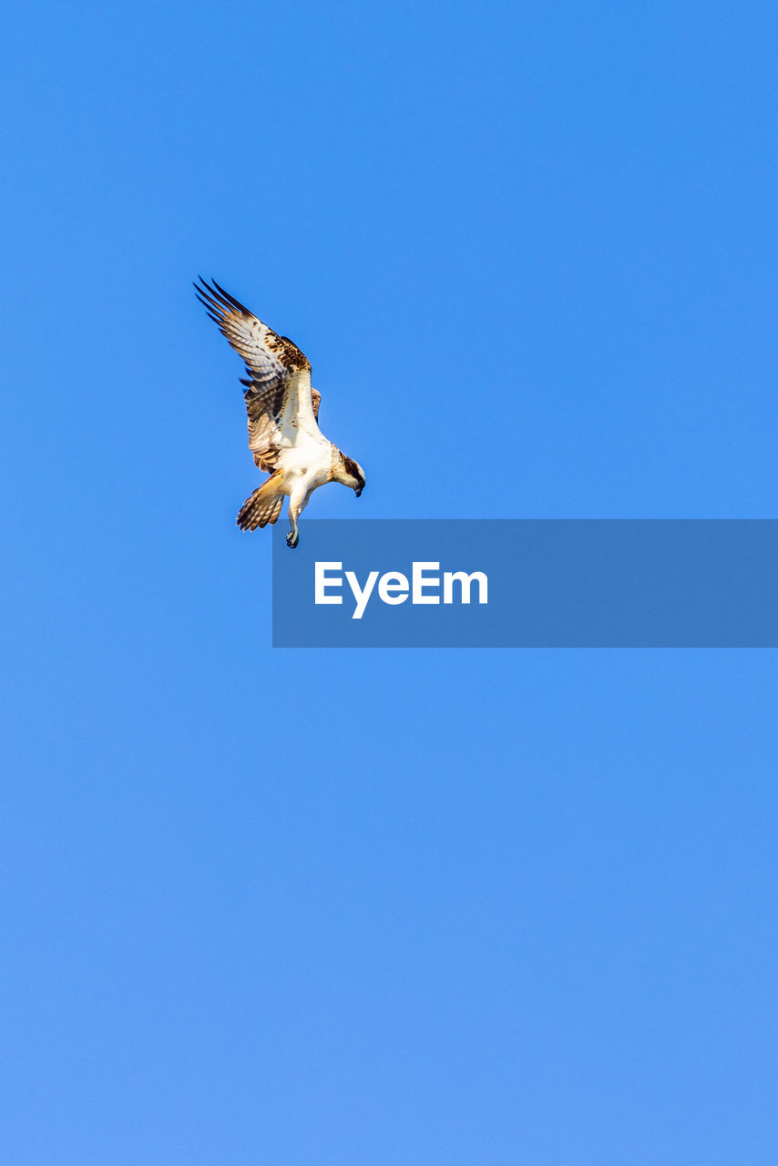 animal themes, animal, animal wildlife, bird, wildlife, flying, blue, one animal, sky, clear sky, spread wings, copy space, animal body part, low angle view, nature, no people, mid-air, sunny, bird of prey, motion, wing, day, outdoors, animal wing, full length