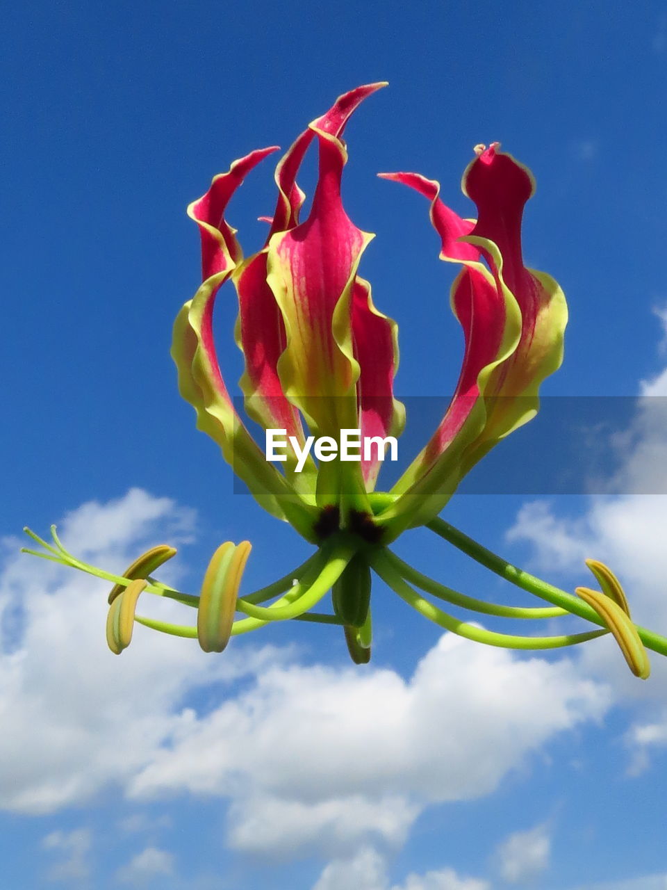 Low angle view of flowering plant against blue sky