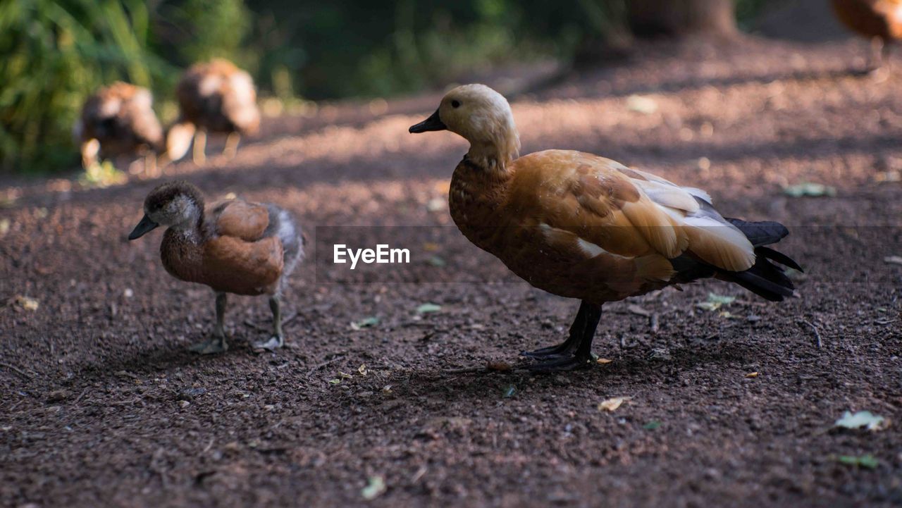 DUCKS ON GROUND