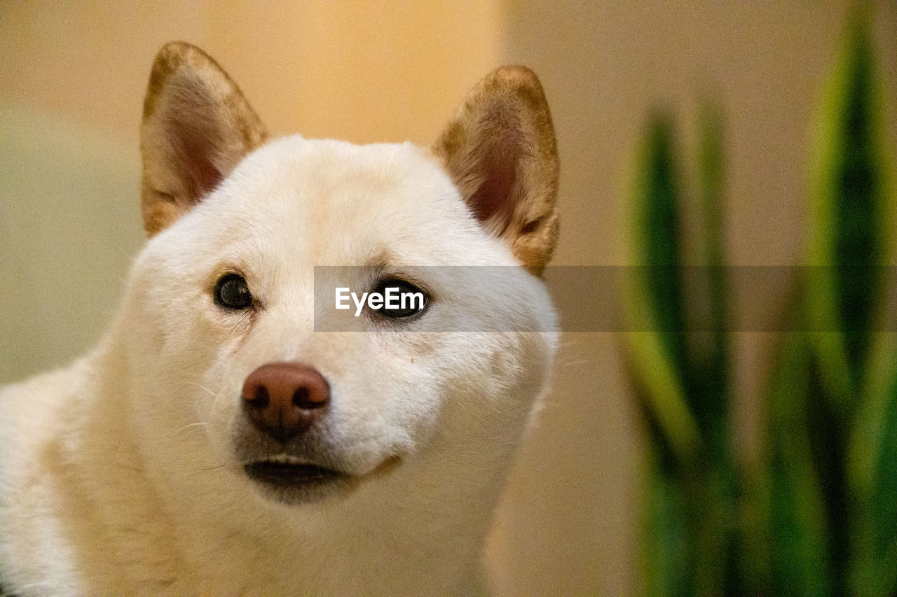 Close-up portrait of a shiba inu