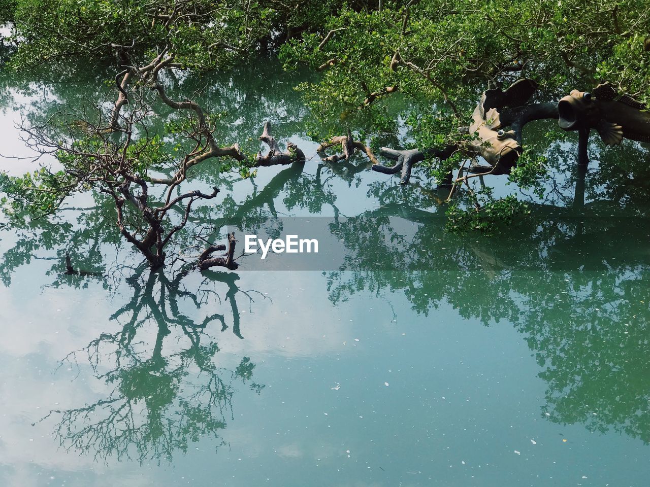 REFLECTION OF TREES ON LAKE