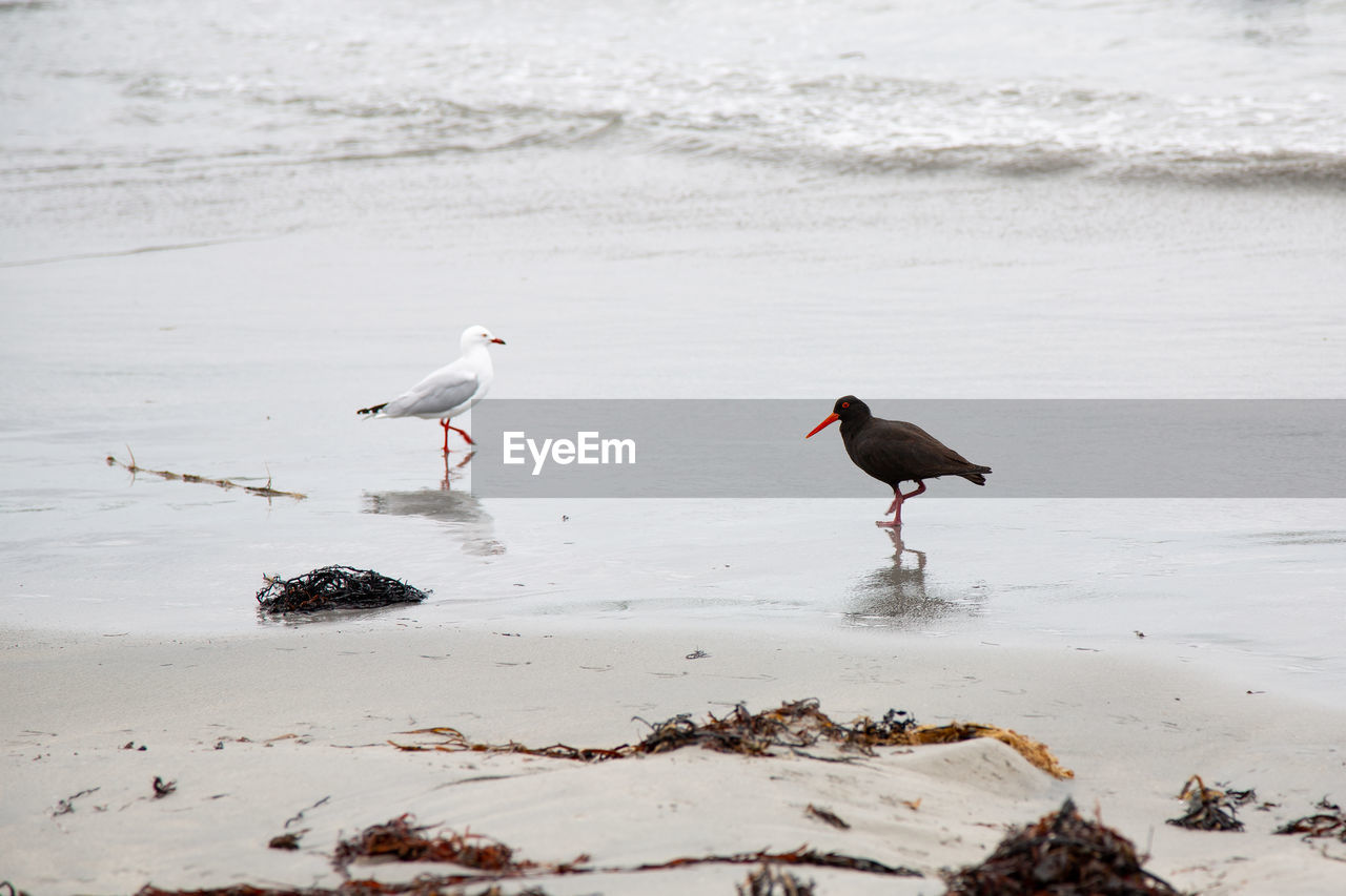 Seagulls on a beach on water edge