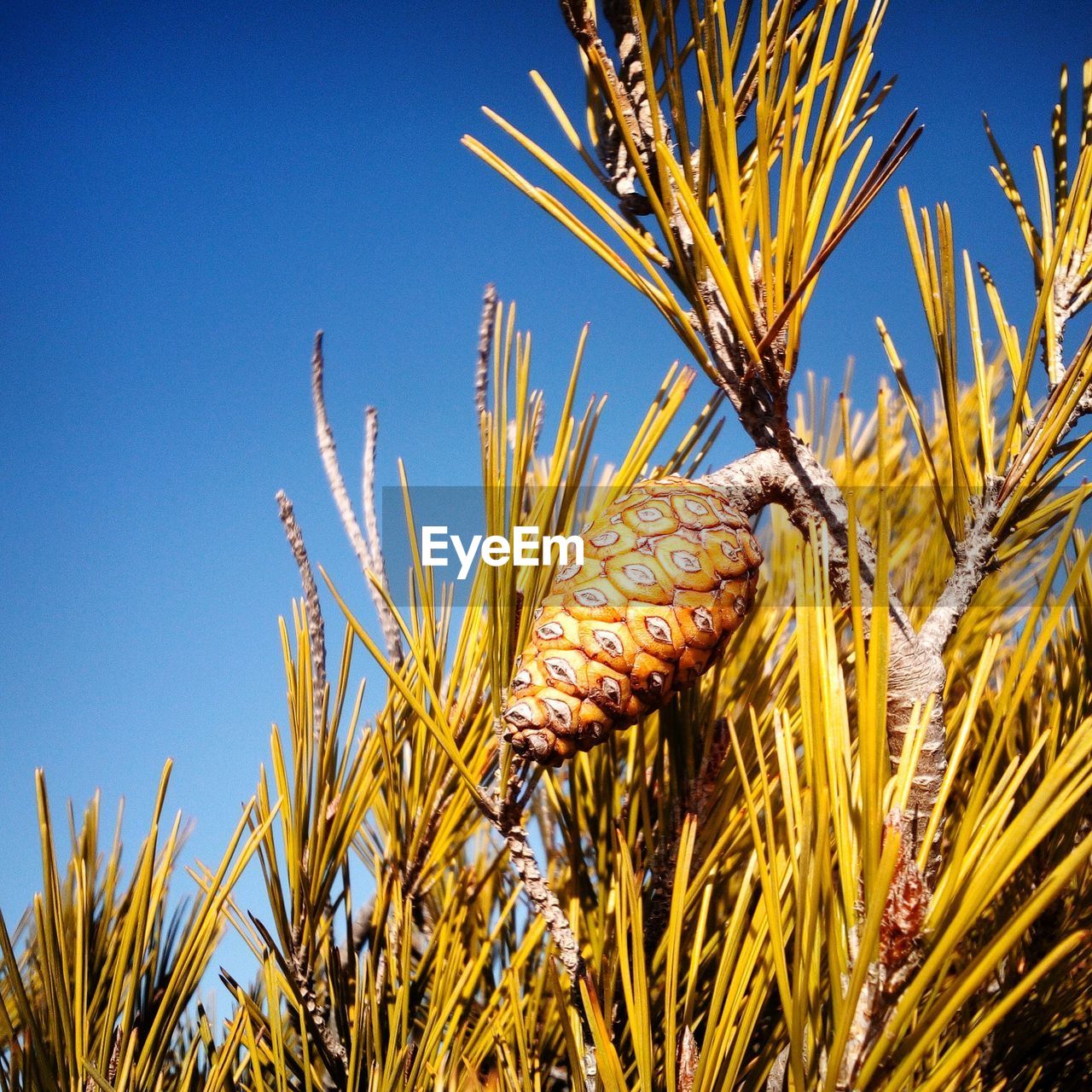 CLOSE-UP OF PLANT AGAINST CLEAR SKY