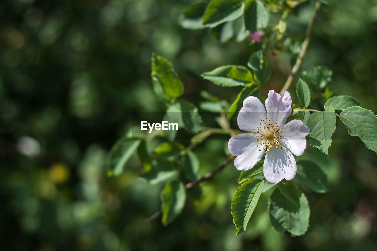 Close-up of flowers