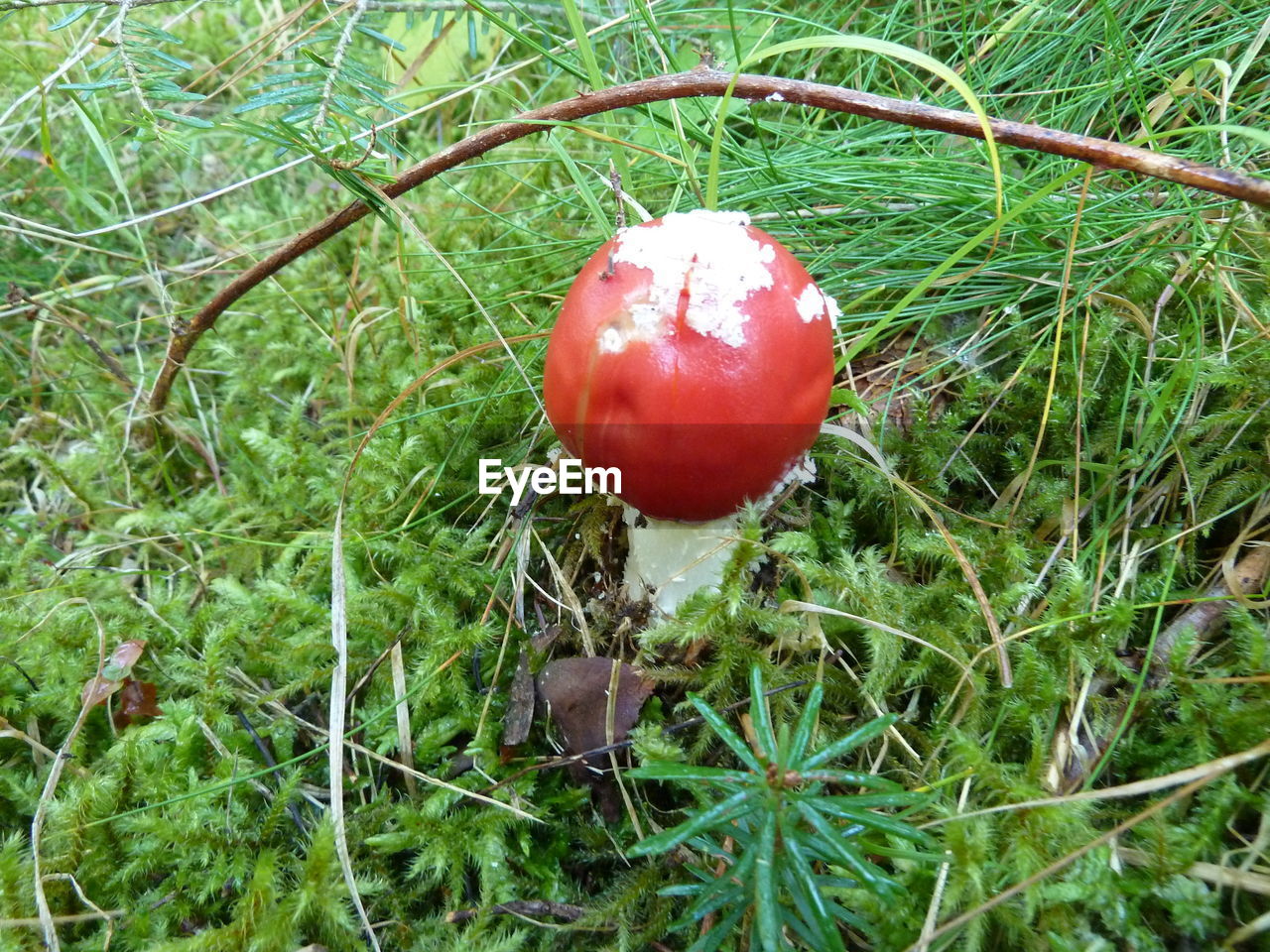 CLOSE-UP OF STRAWBERRY ON TREE