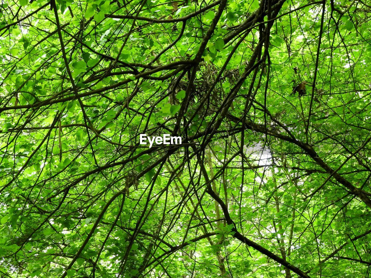 LOW ANGLE VIEW OF BAMBOO TREES