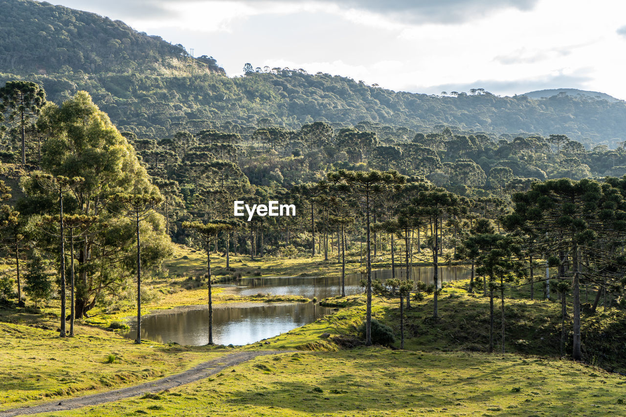 Scenic view of lake by trees against sky