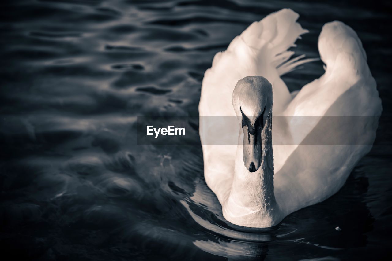 CLOSE-UP OF SWAN ON LAKE