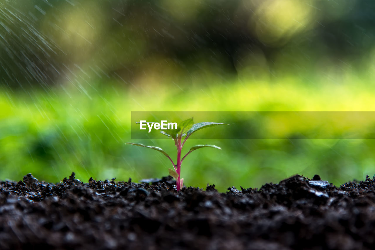 CLOSE-UP OF PLANT GROWING ON LAND