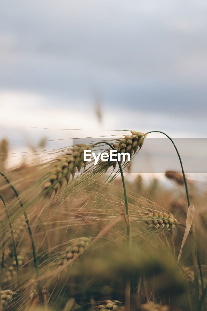 Close-up of wheat growing on field against sky