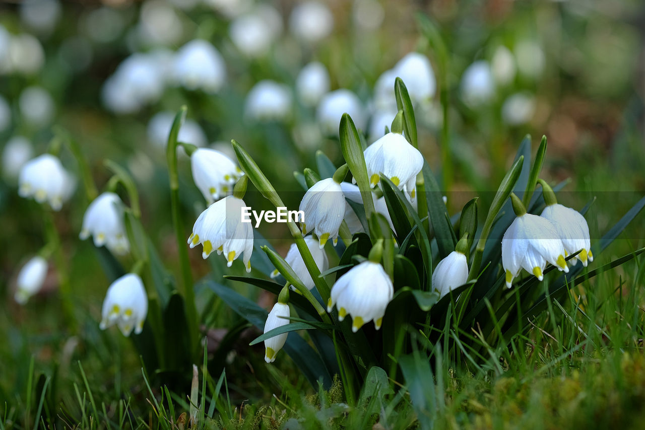 CLOSE-UP OF FRESH WHITE FLOWERS BLOOMING IN PARK