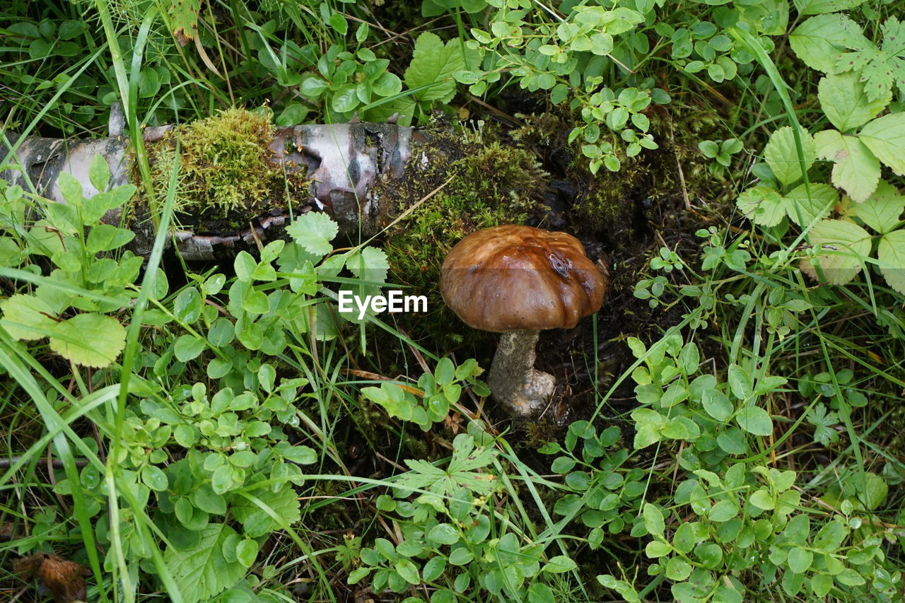 High angle view of mushrooms on field